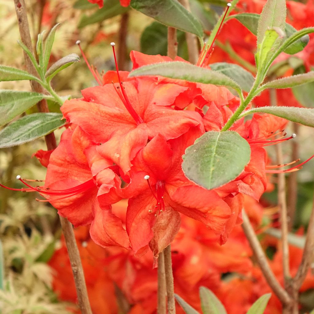 Azalea Fire Ball