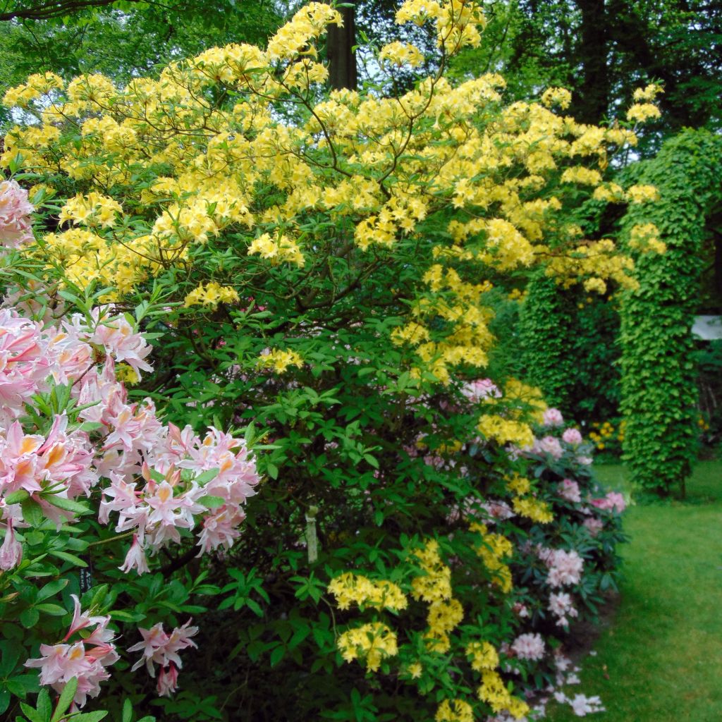Azalea luteum Narcissiflora