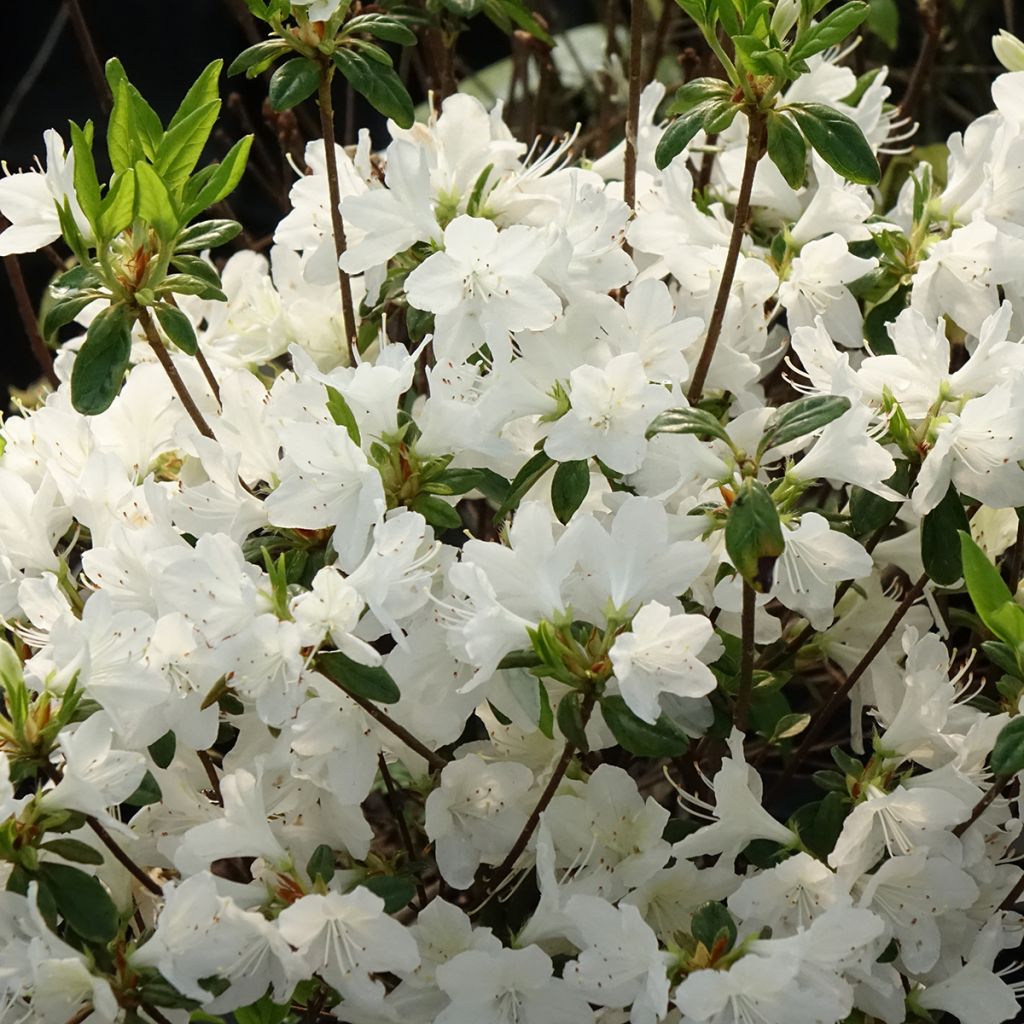 Japanese Azalea Palestrina