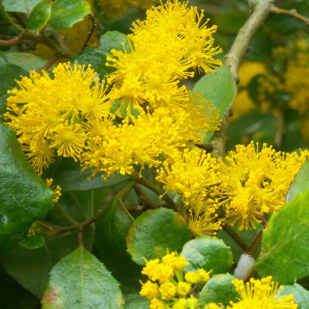 Azara serrata