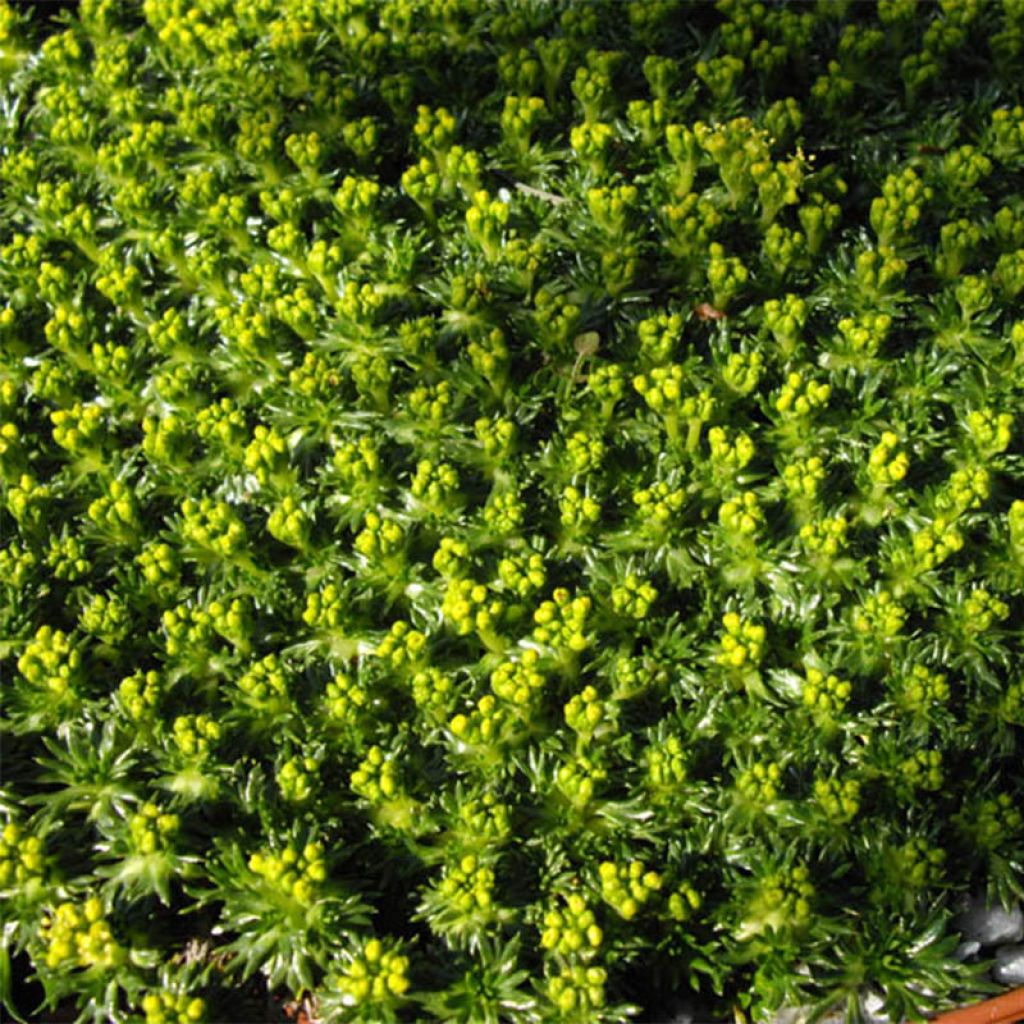 Azorella trifurcata Nana