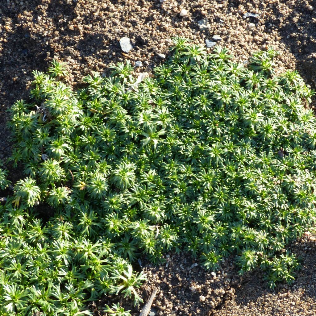 Azorella trifurcata Nana