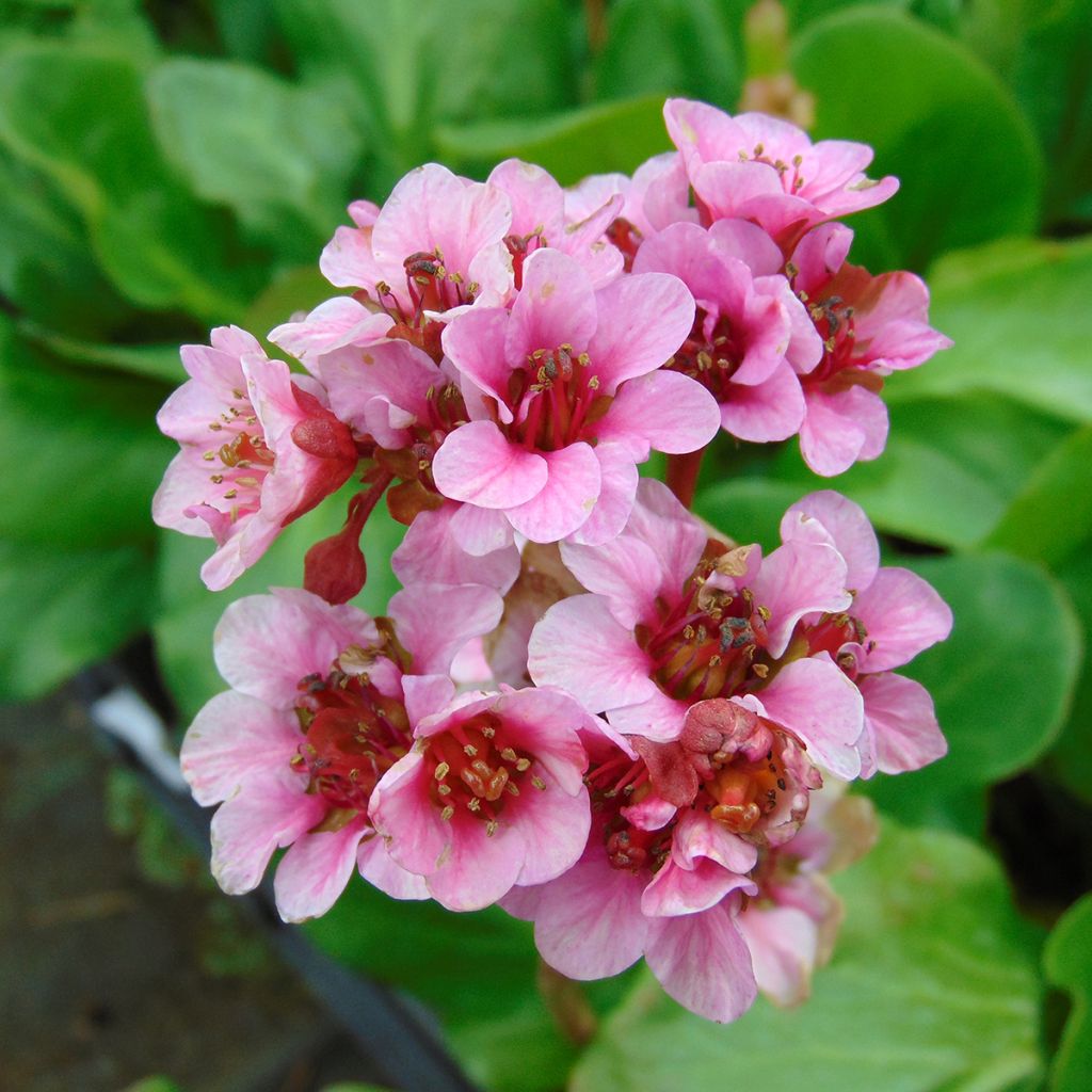Bergenia Rosenkristall - Elephant's Ears