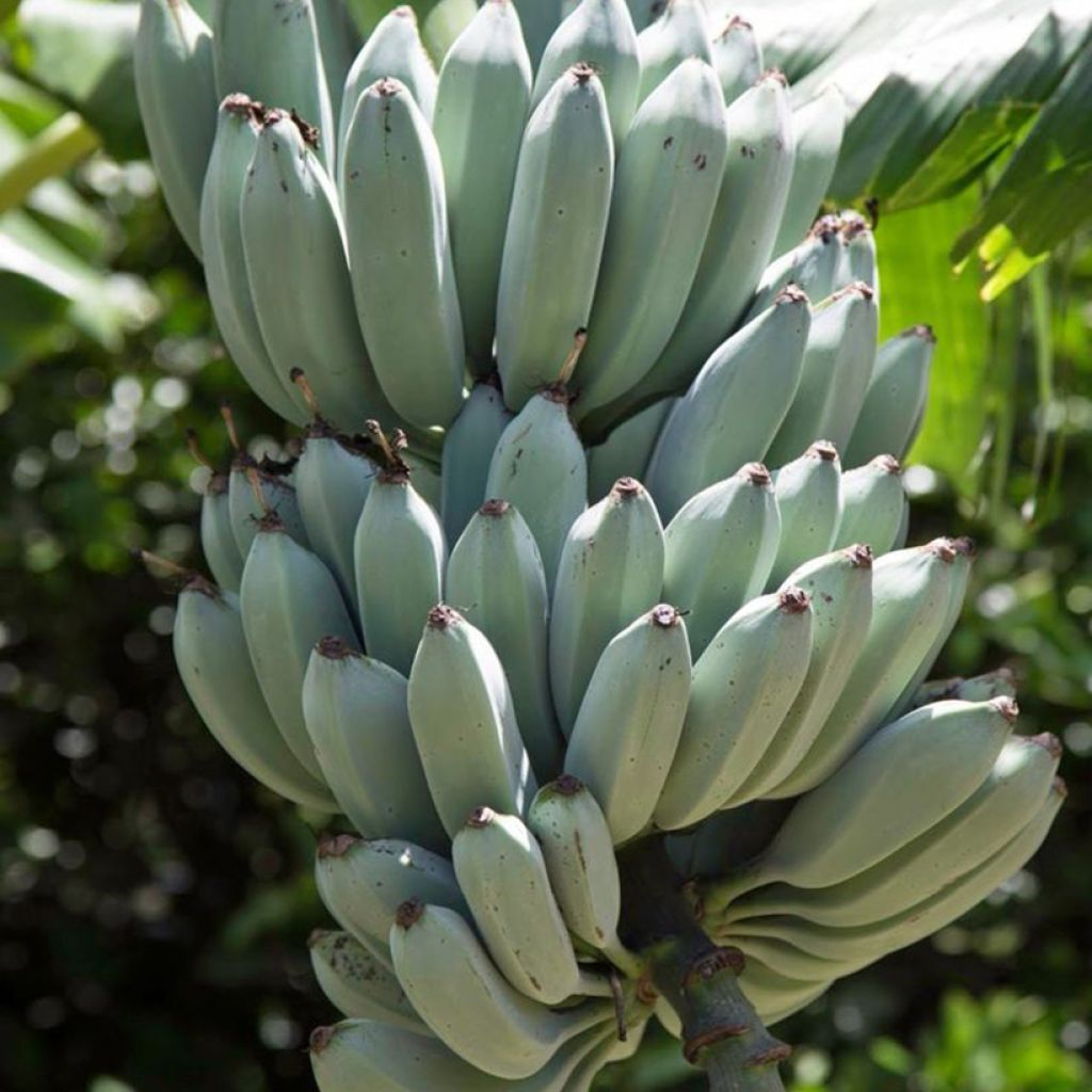 Musa acuminata balbisiana Ice Cream - Banana
