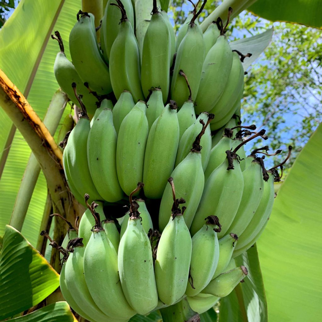 Musa Helen's Hybrid - Banana