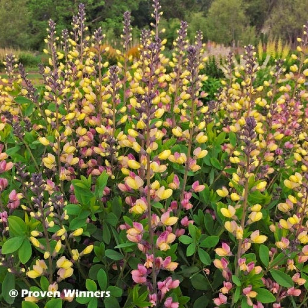 Baptisia Decadence Series Pink Lemonade - False Indigo