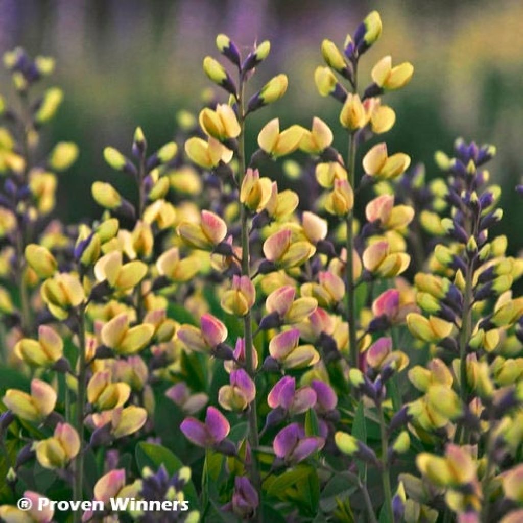 Baptisia Decadence Series Pink Lemonade - False Indigo