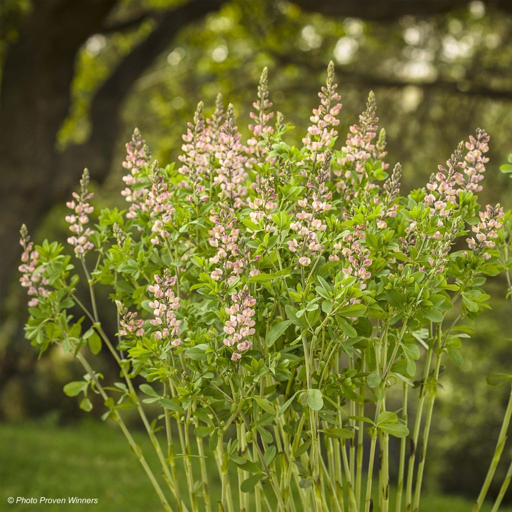 Baptisia Decadence Series Pink Truffles - False Indigo