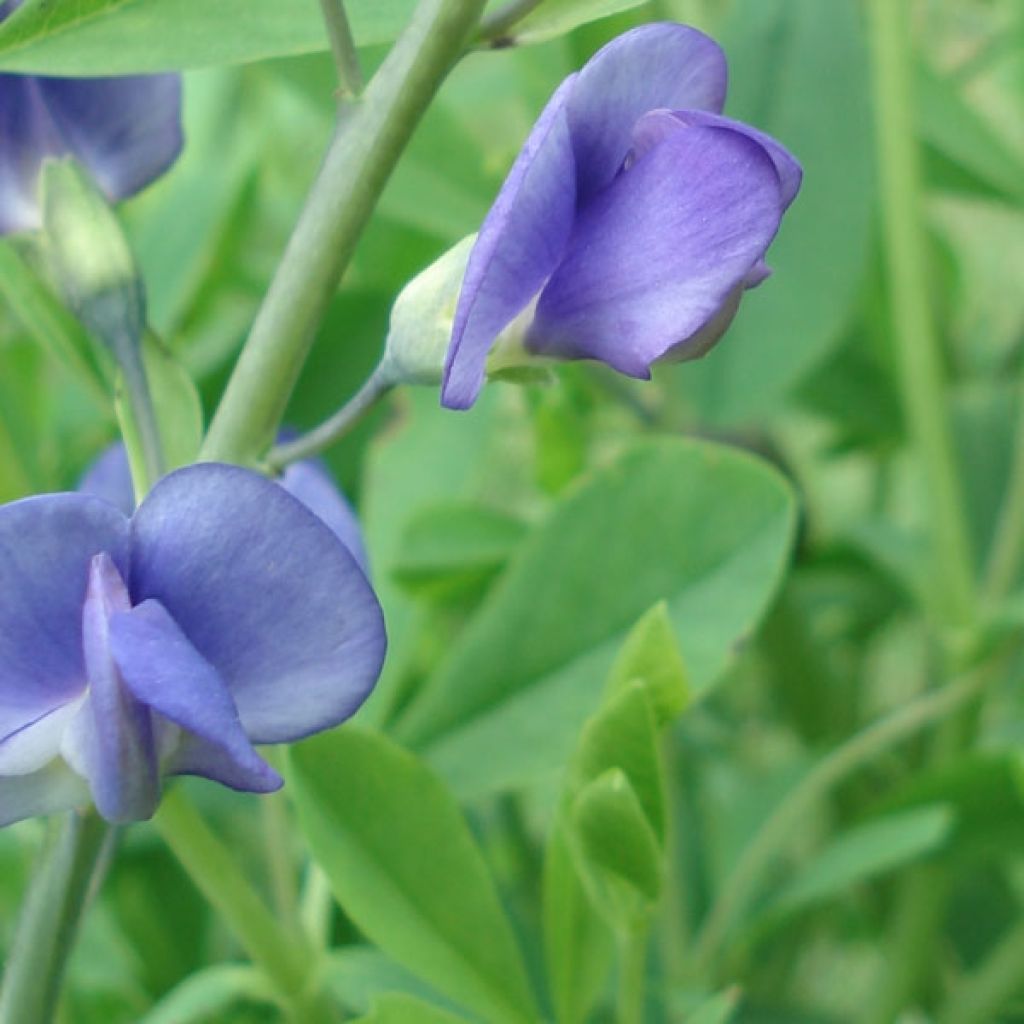 Baptisia australis - False Indigo
