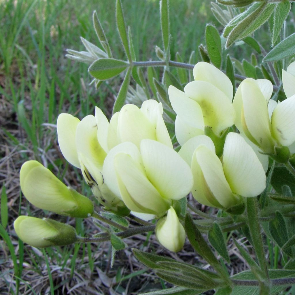 Baptisia bracteata