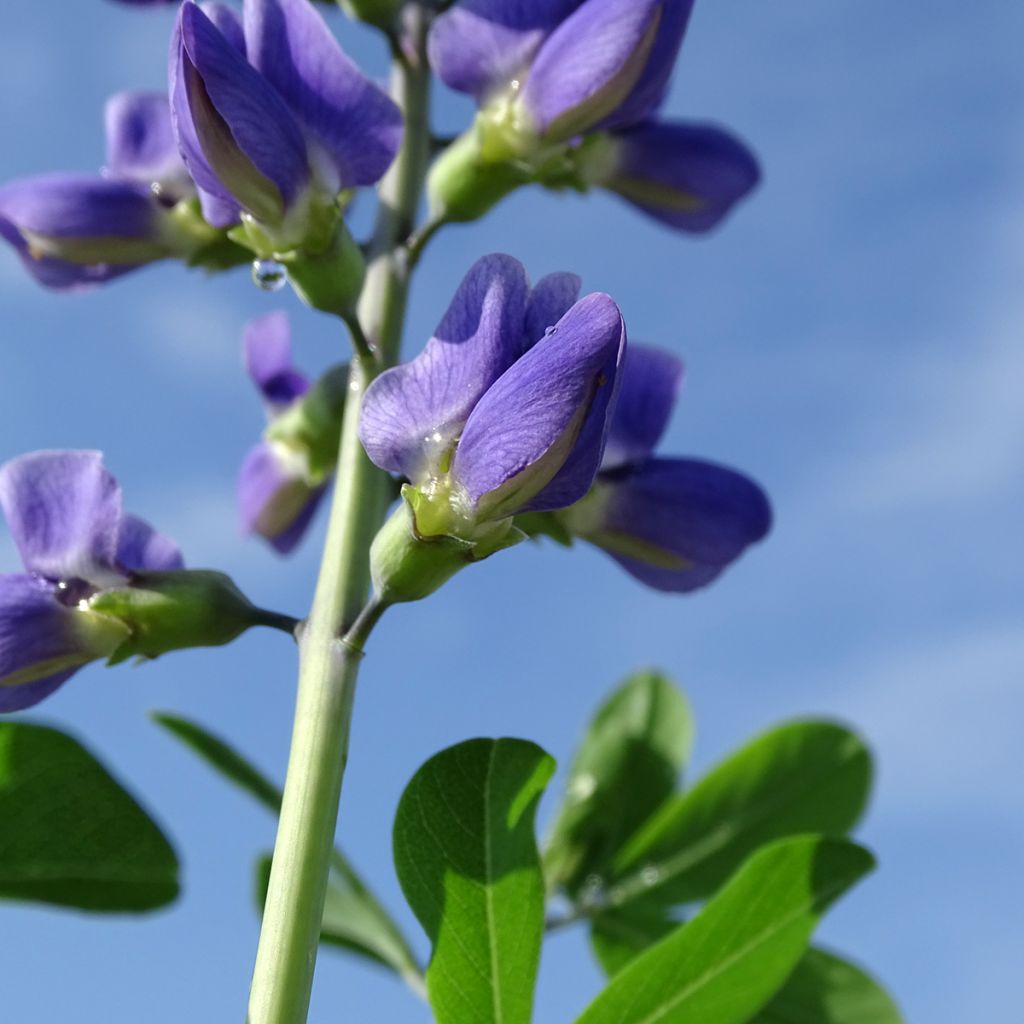 Baptisia australis Indigo Spires - False Indigo
