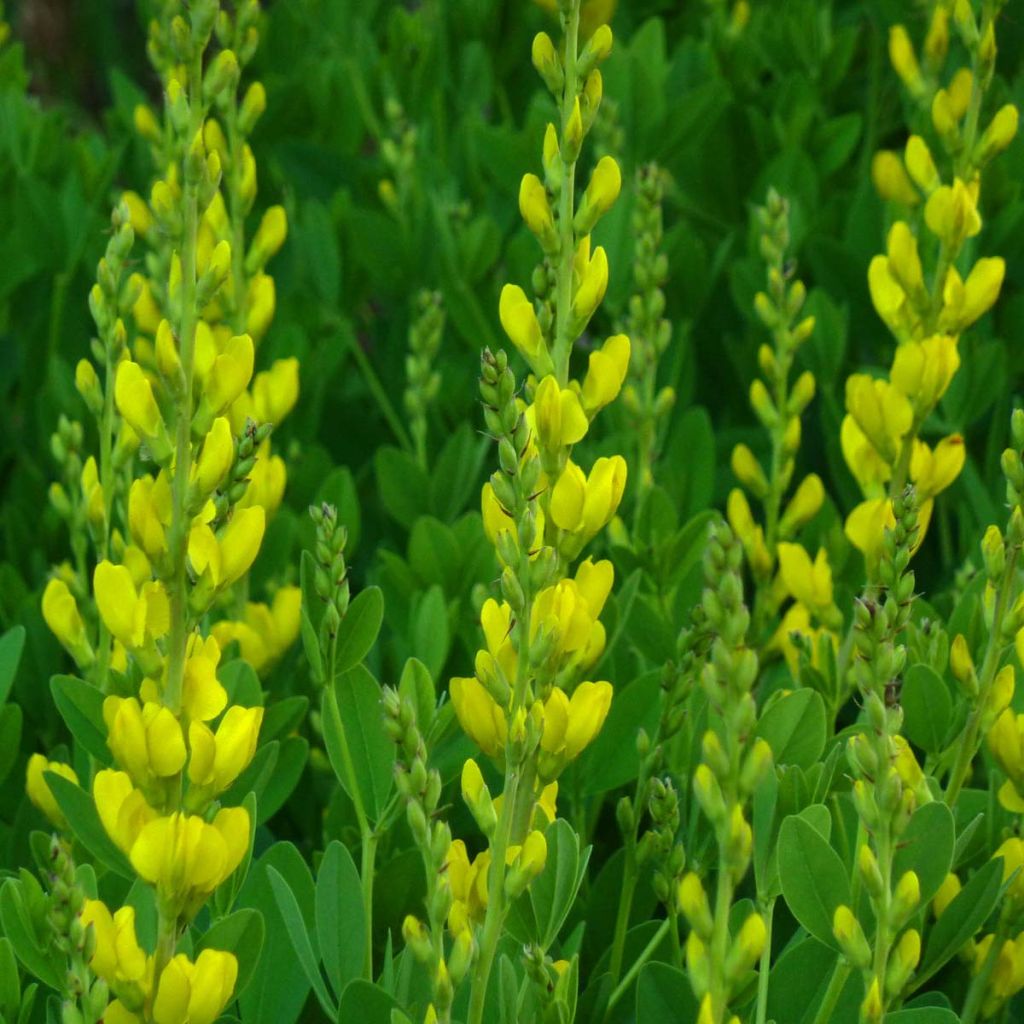 Baptisia sphaerocarpa