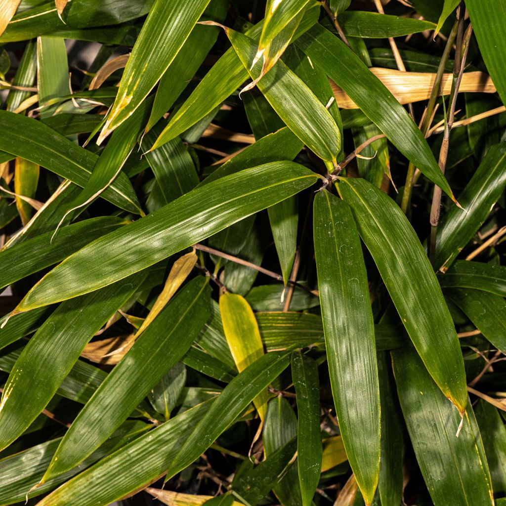Bashania fargesii