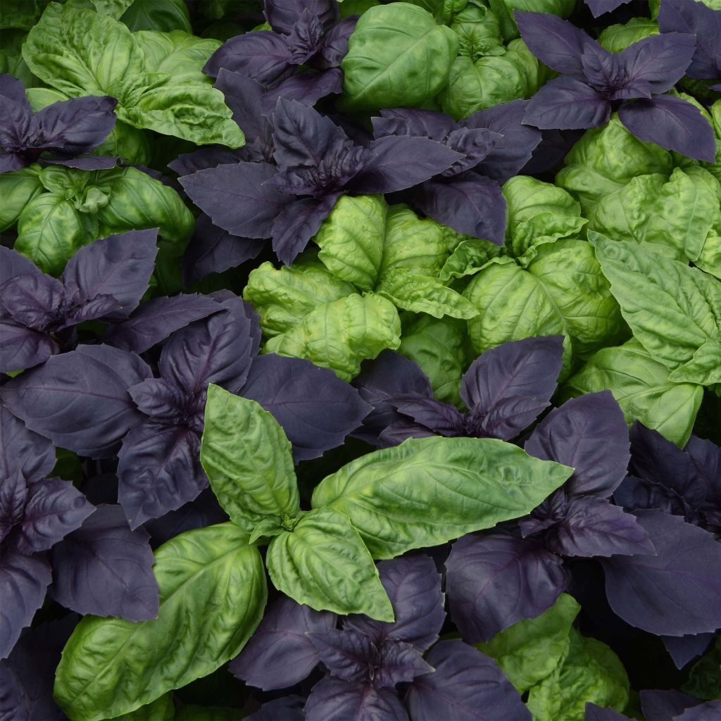 Mix Basil - Ocimum basilicum