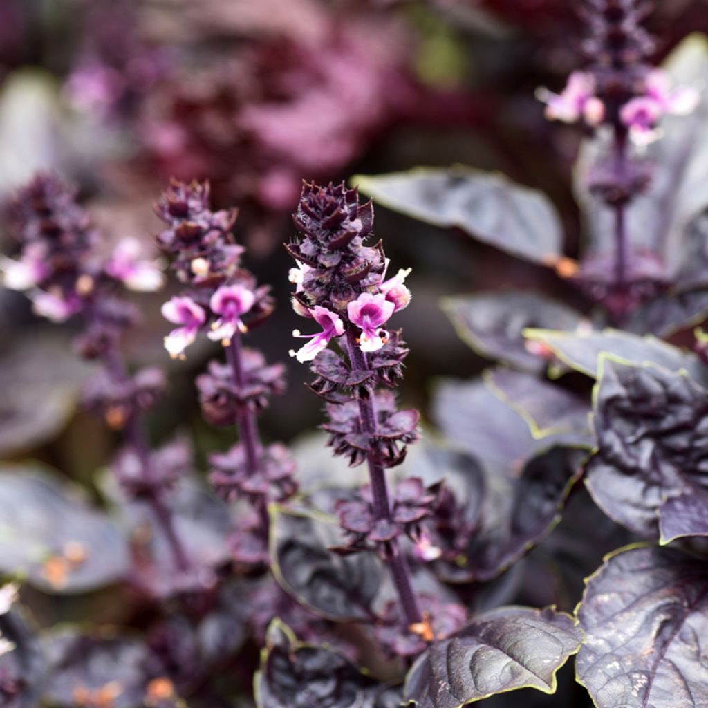 Basil Dark Opal - Ocimum basilicum Purpurascens