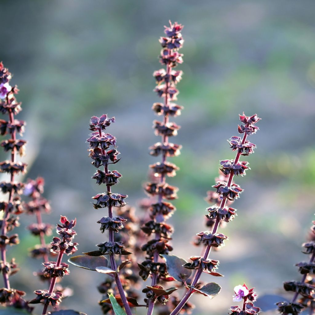 Basil Dark Opal - Ocimum basilicum Purpurascens