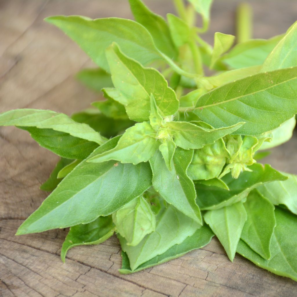 Lemon basil organic seeds - Lemon basilOcimum x citriodorum
