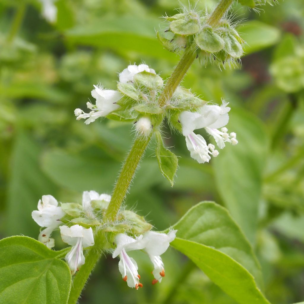 Lemon basil organic seeds - Lemon basilOcimum x citriodorum