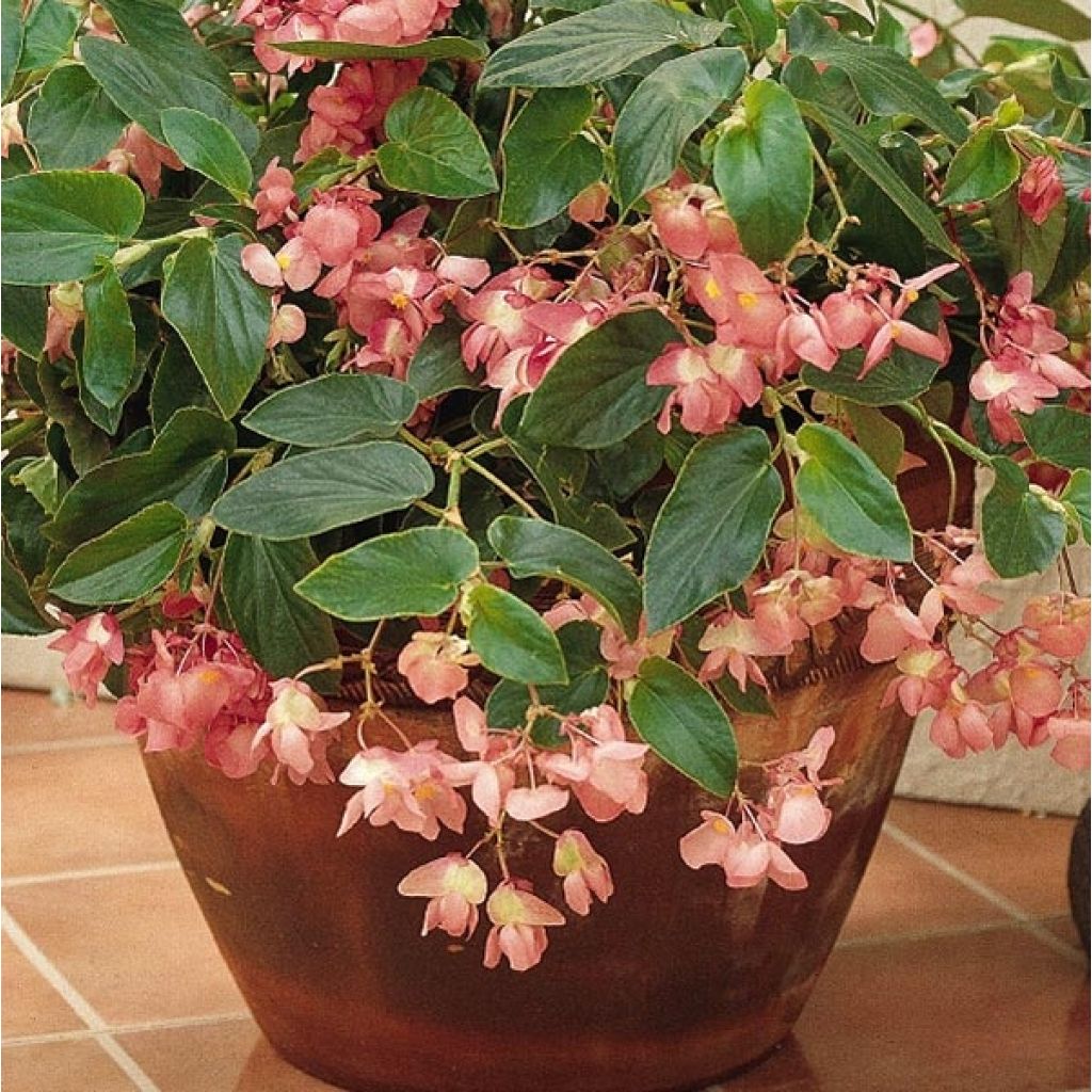 Begonia Dragon Wing Pink