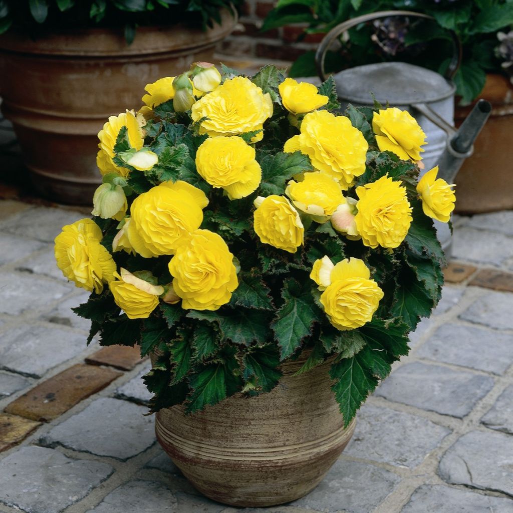 Begonia × tuberhybrida Non Stop® Yellow - Tuberous begonia
