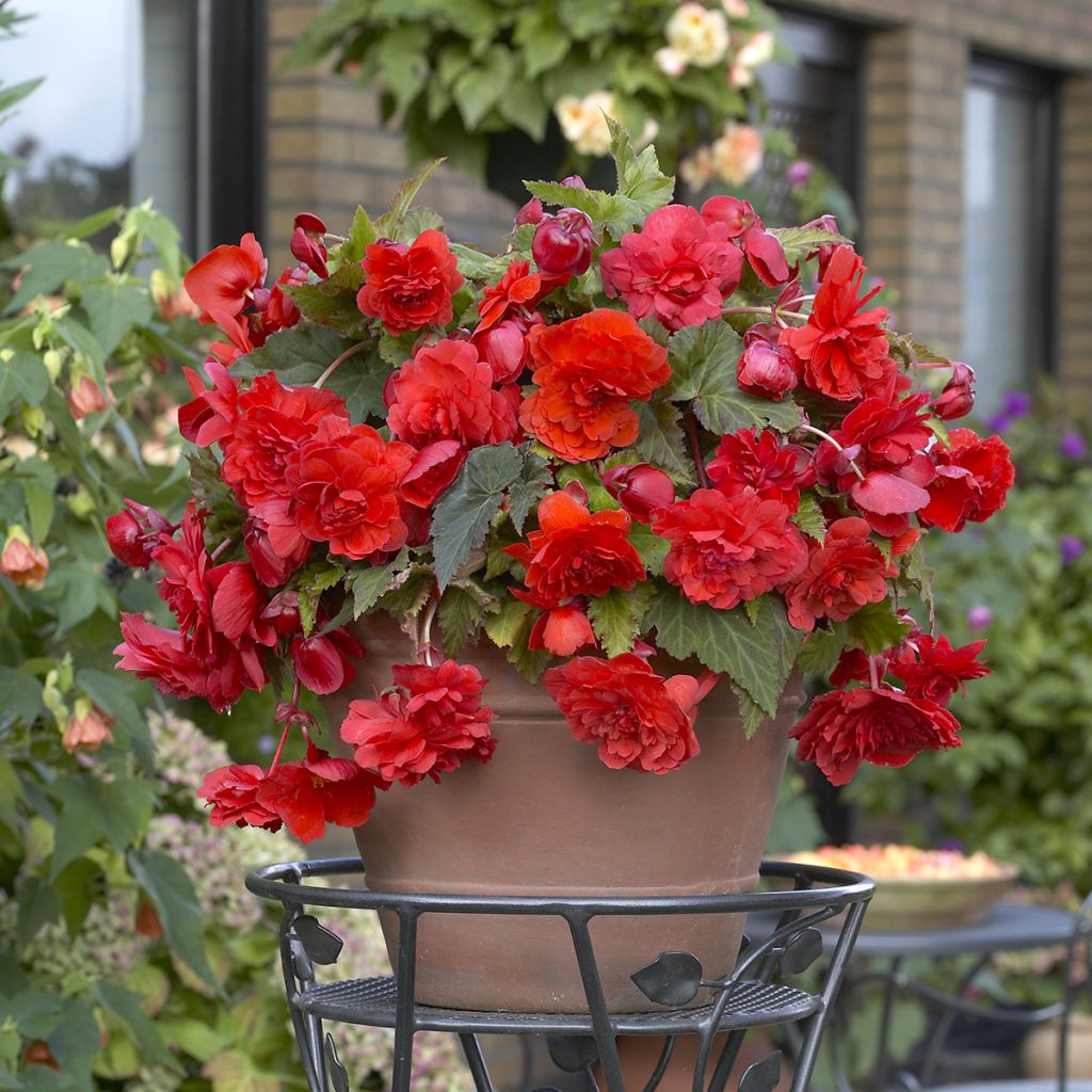 Trailing begonia Red Glory - Begonia odorata
