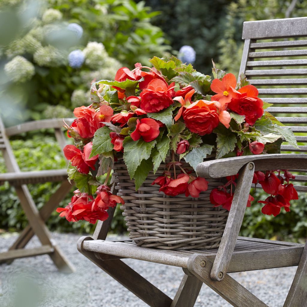 Trailing begonia Red Glory - Begonia odorata