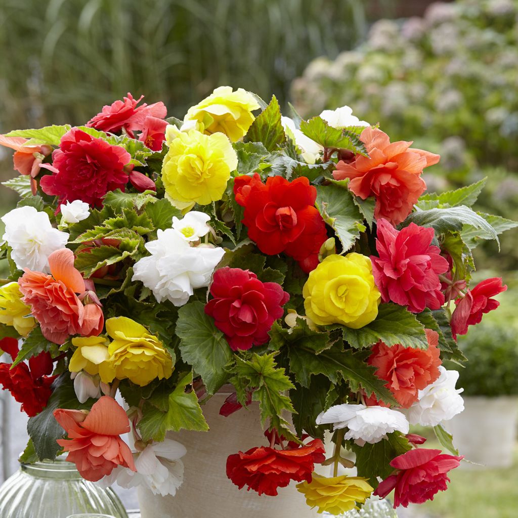 Trailing begonia Cascade 6 colour mix - Begonia Pendula