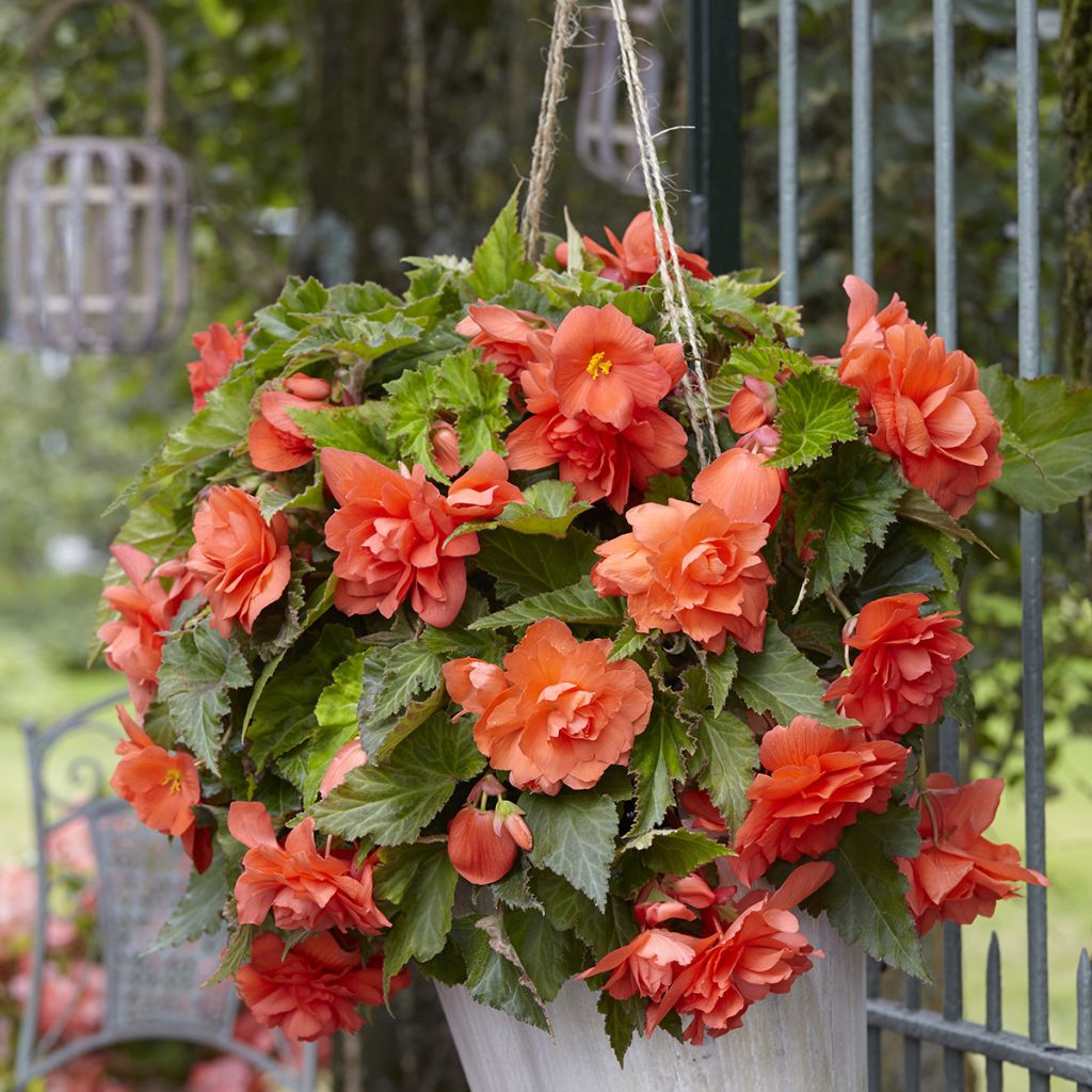 Trailing begonia Cascade Salmon - Begonia Pendula
