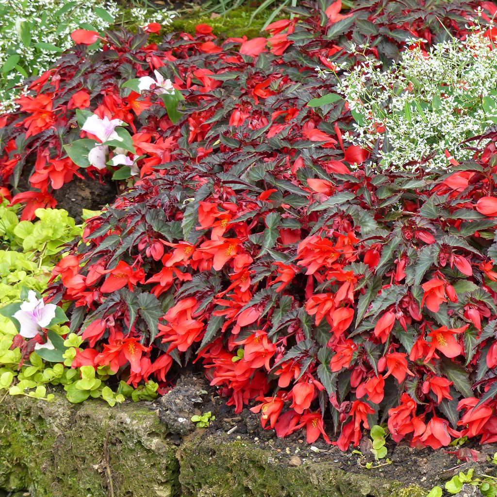 Begonia Summerwings Dark Elegance