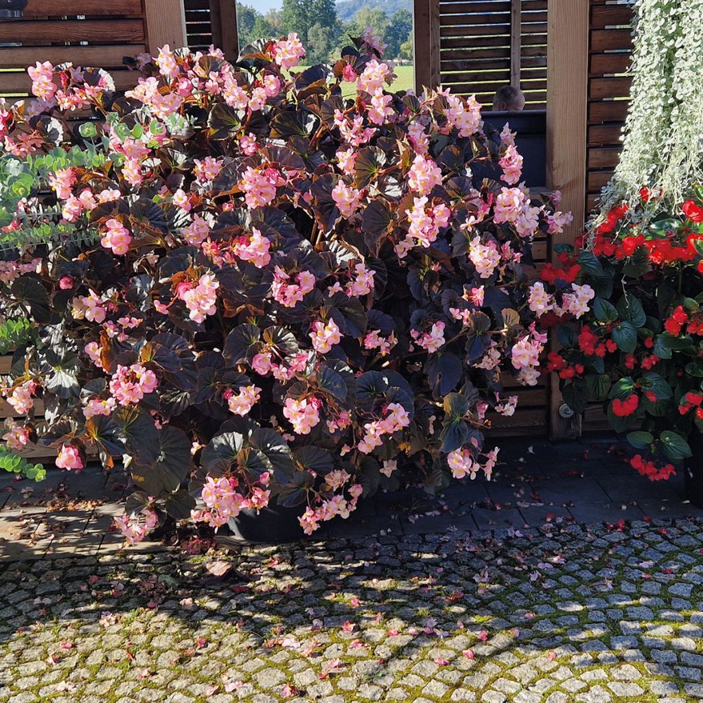 Begonia Stonehedge Light Pink Bronze Leaf - Interspecific hybrid begonia