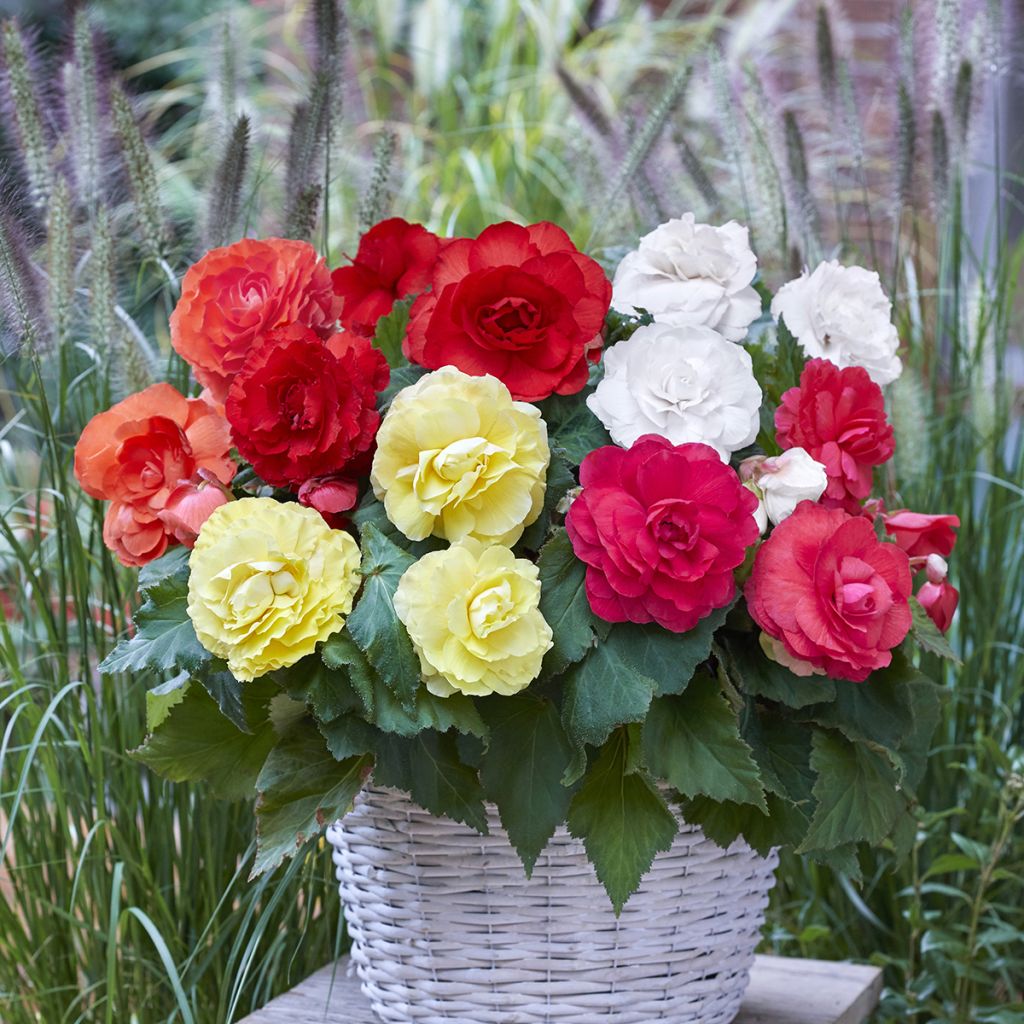 Begonia × tuberhybrida mix of 5 colours - yellow, red, white, salmon, pink tuberous begonias Superba