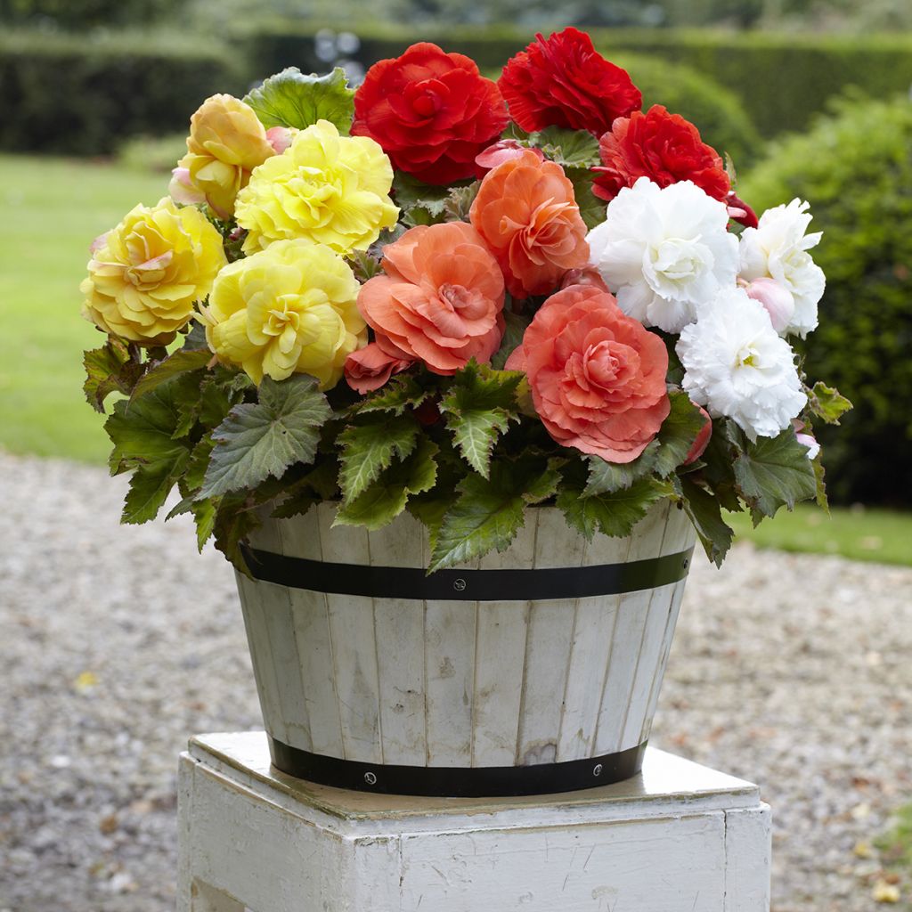 Begonia × tuberhybrida mix of 5 colours - yellow, red, white, salmon, pink tuberous begonias Superba