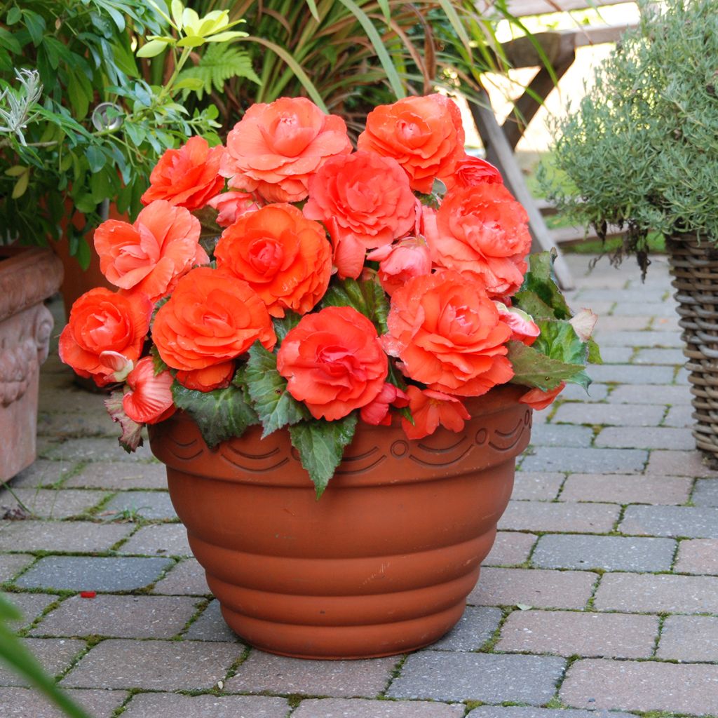 Begonia Superba Salmon - Large-flowered tuberous begonia