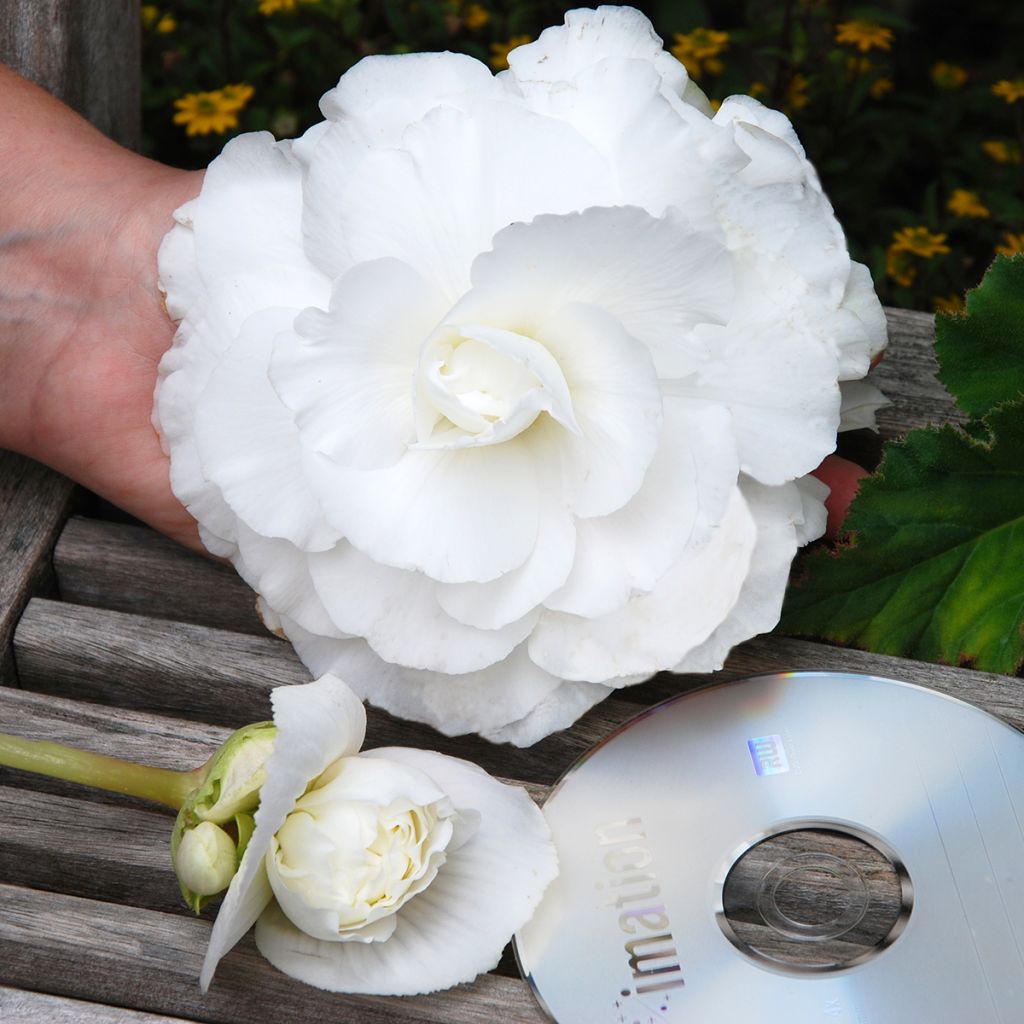 Double Begonia Superba White - Begonia × tuberhybrida