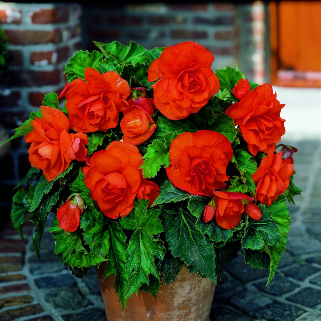 Begonia × tuberhybrida  Copper - Double grandiflora orange begonia