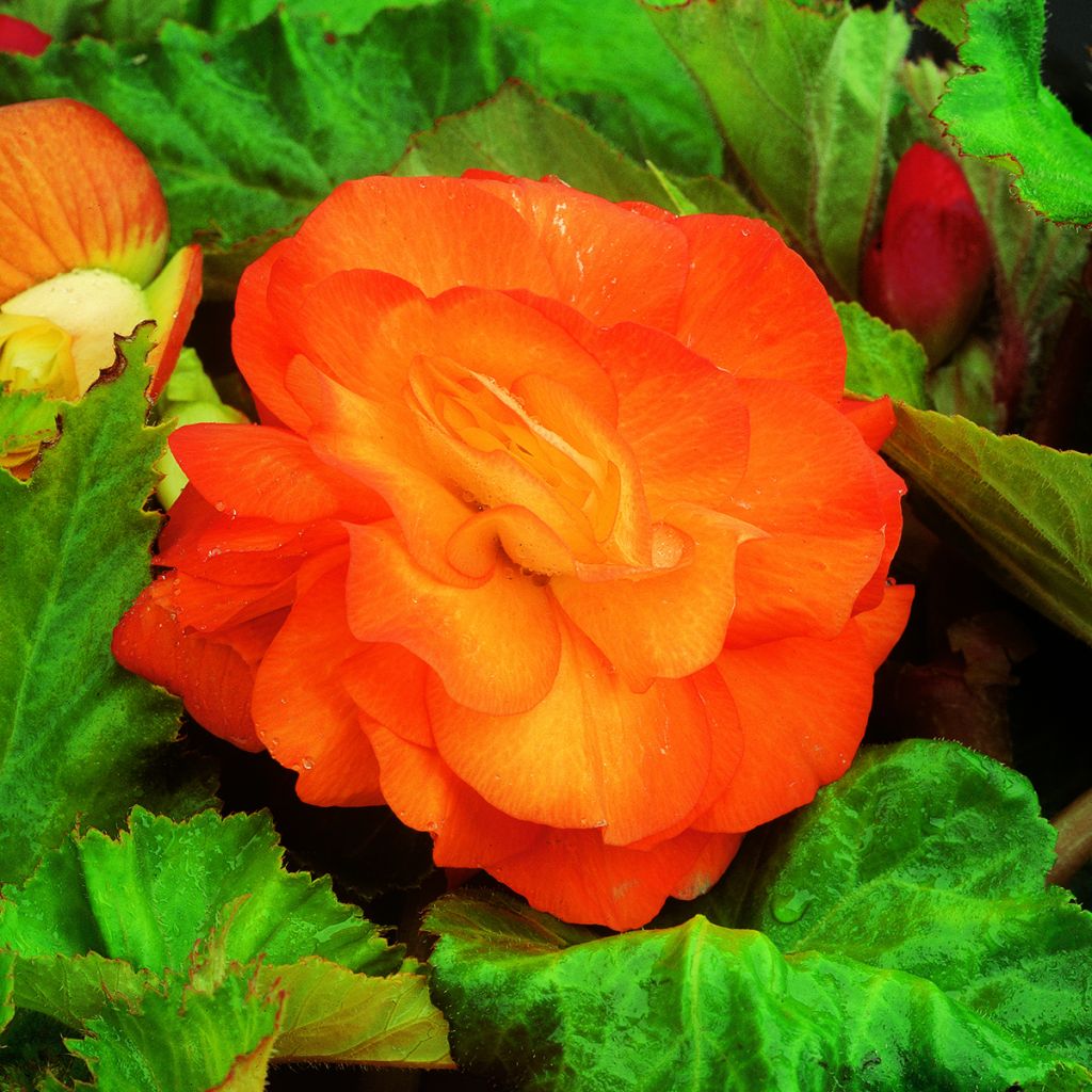 Begonia × tuberhybrida  Copper - Double grandiflora orange begonia