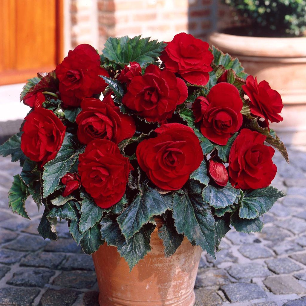 Begonia Grandiflora Dark red - Double tuberous begonia