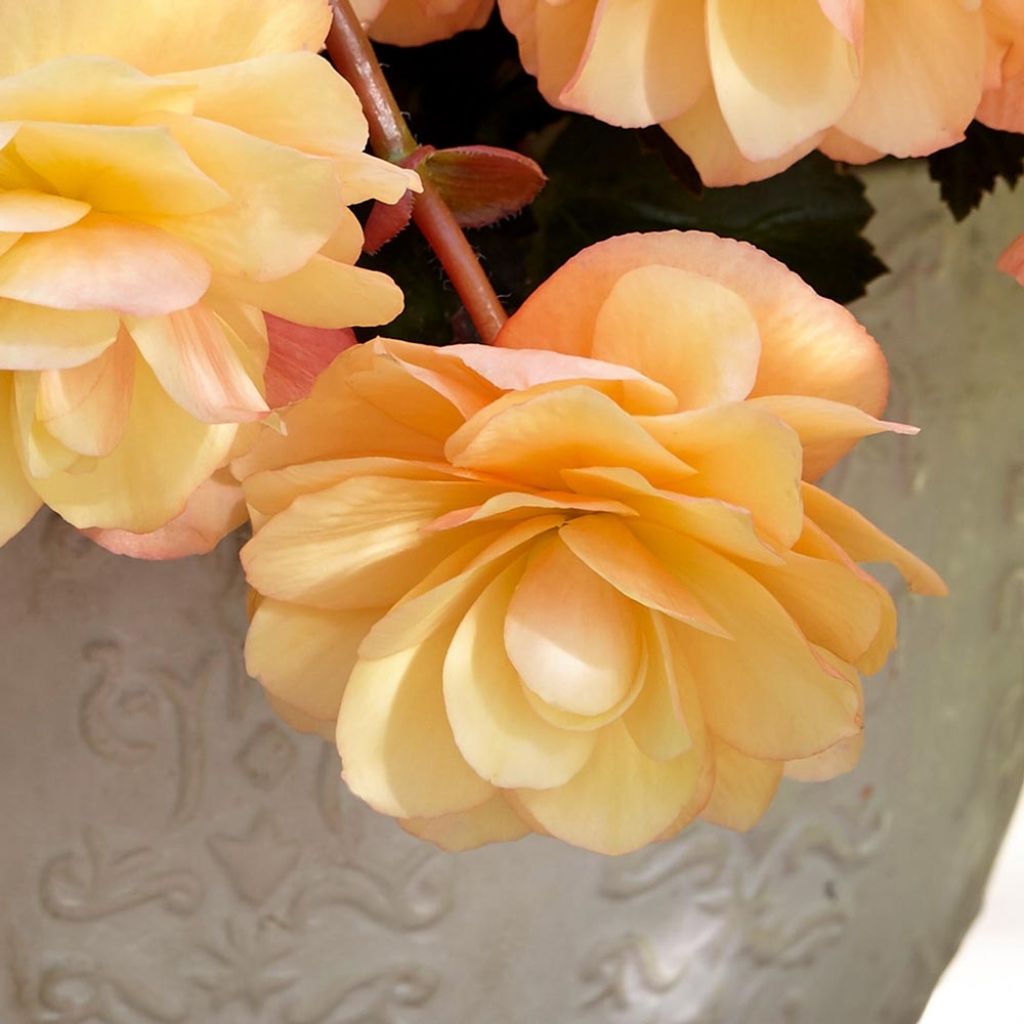 Trailing Begonia Fragrant Falls Peach