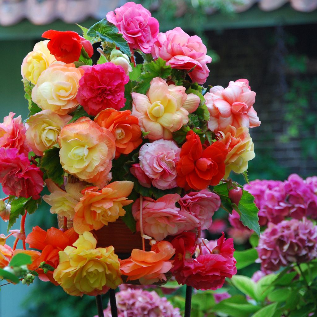 Trailing begonia mix of 3 colours - Begonia × tuberhybrida Alifra, Apricot, Ballerina 