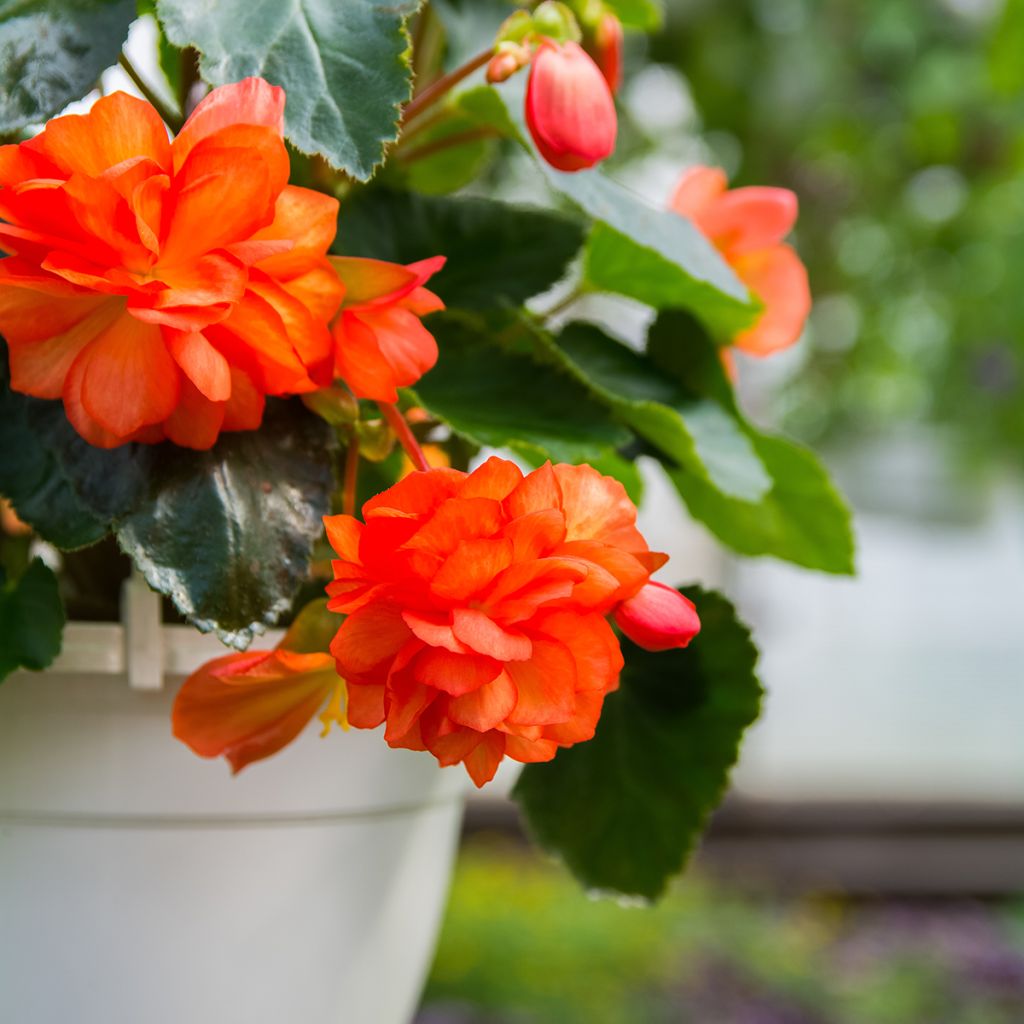Trailing begonia Orange Cascade - Begonia Pendula
