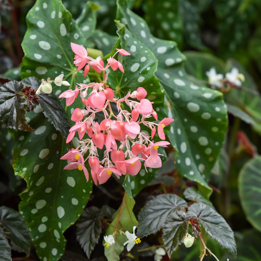 Begonia maculata Silverspot - Polka dot begonia