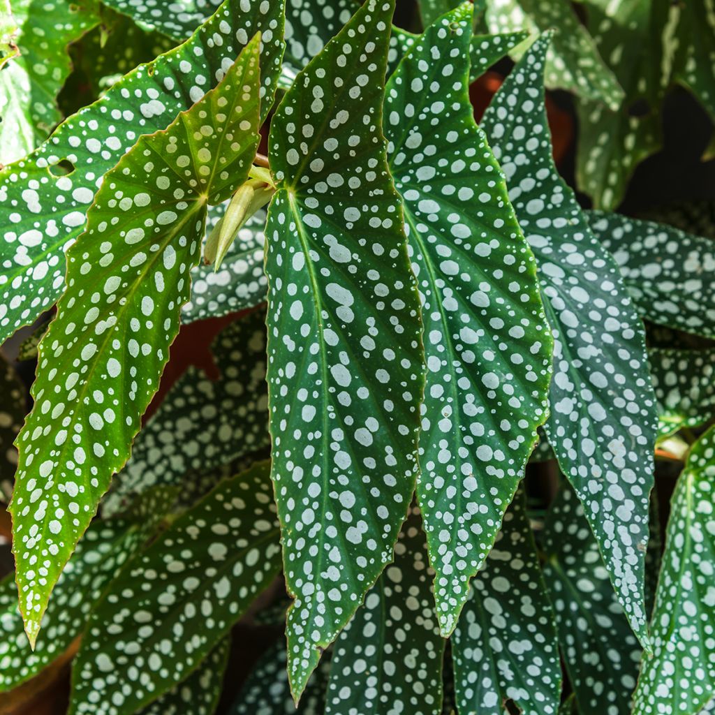 Begonia maculata Silverspot - Polka dot begonia