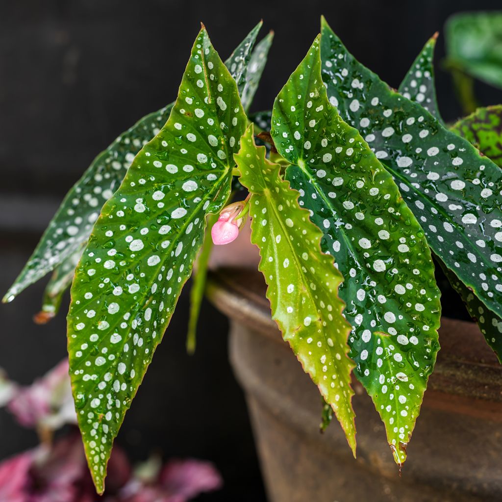 Begonia maculata Silverspot - Polka dot begonia
