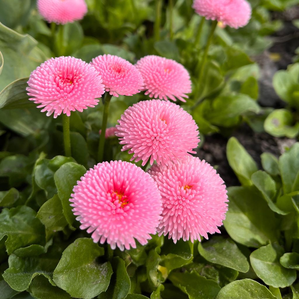 Bellis perennis Bellastar Compact Rose - Daisy