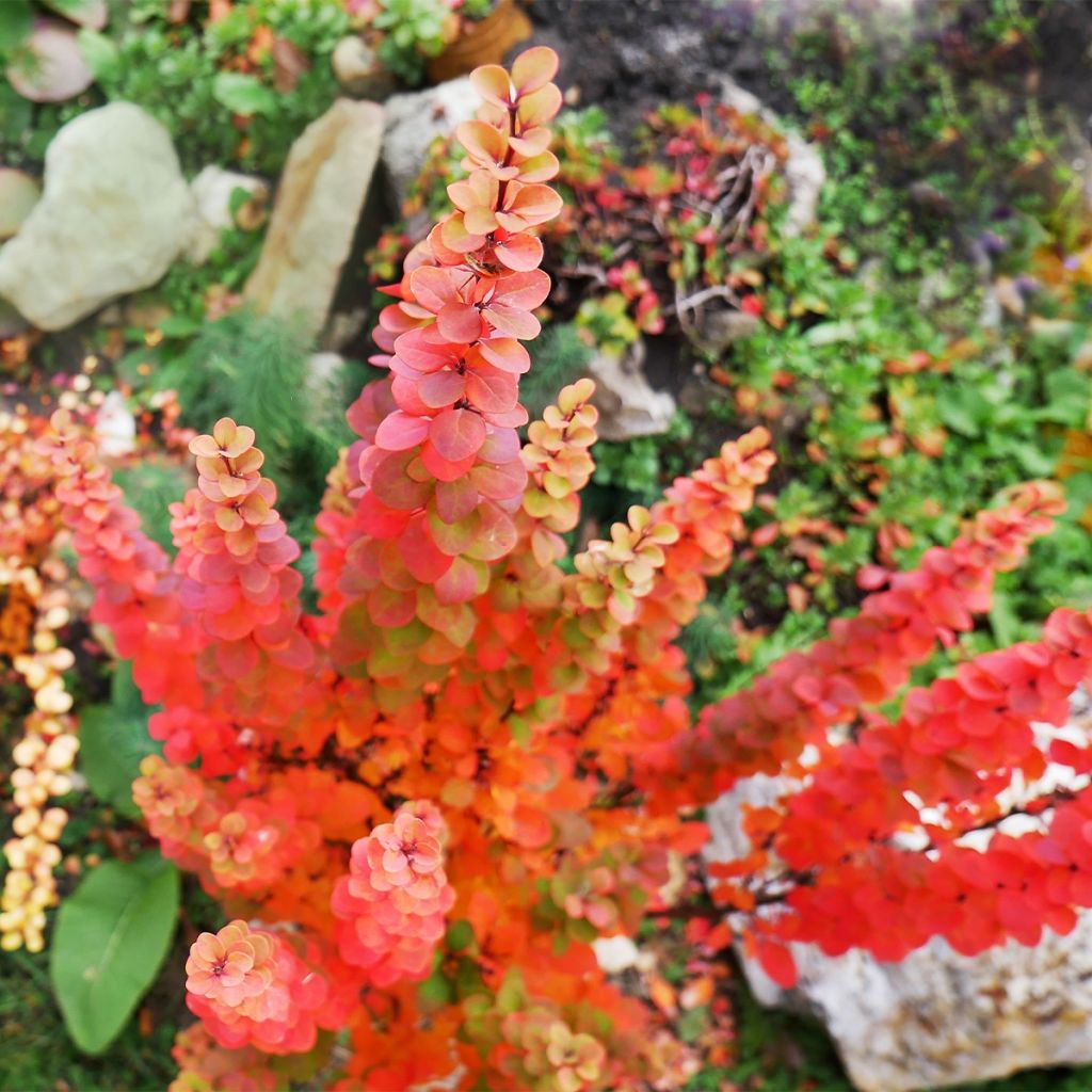 Berberis thunbergii Orange Ice - Barberry