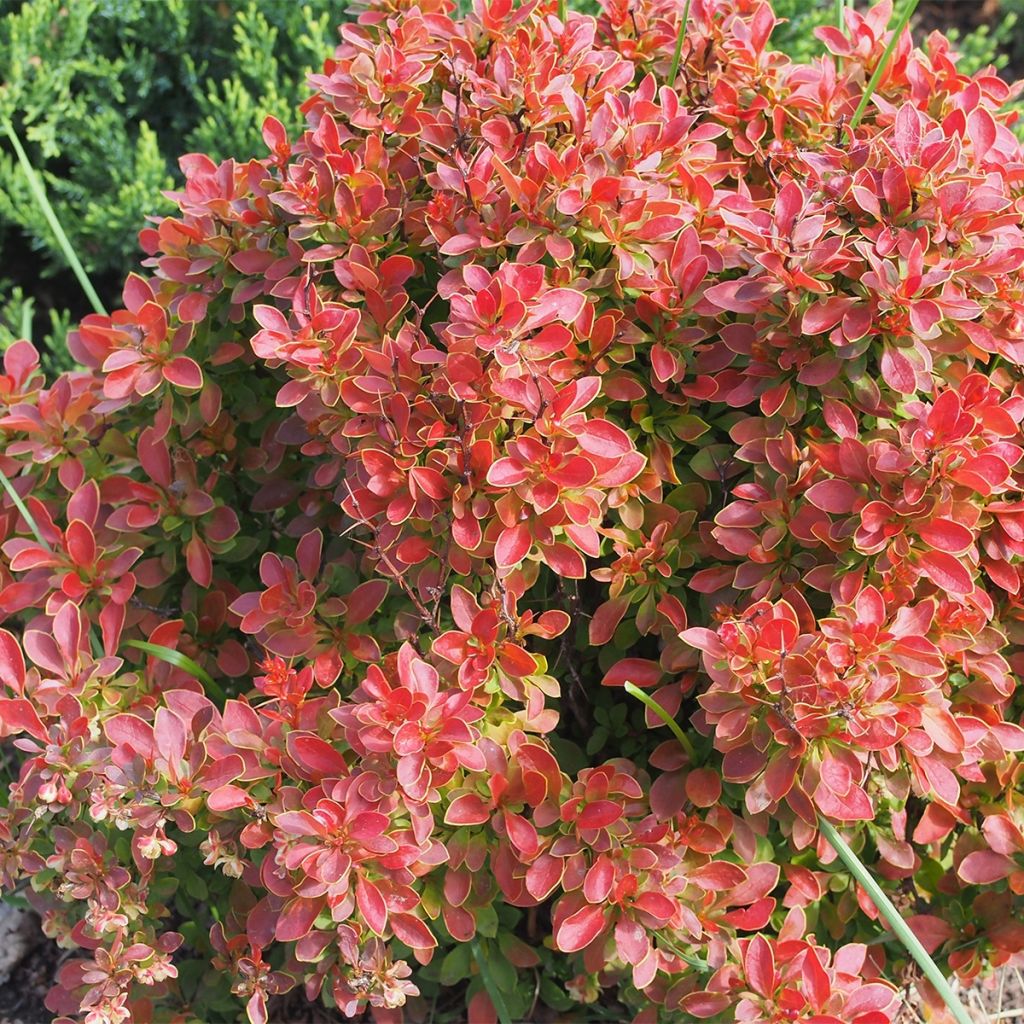 Berberis thunbergii Orange Ice - Barberry
