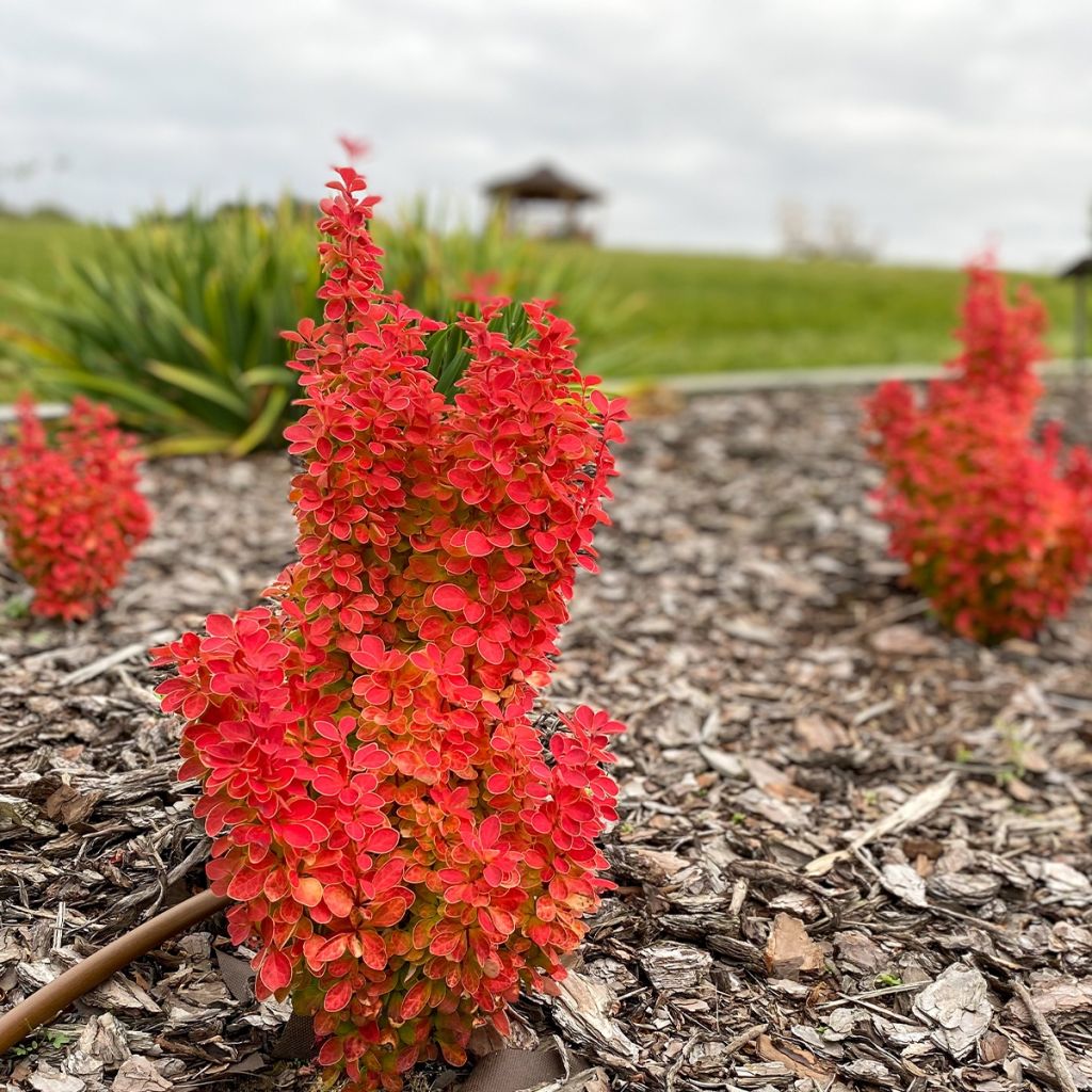 Berberis thunbergii Orange Ice - Barberry