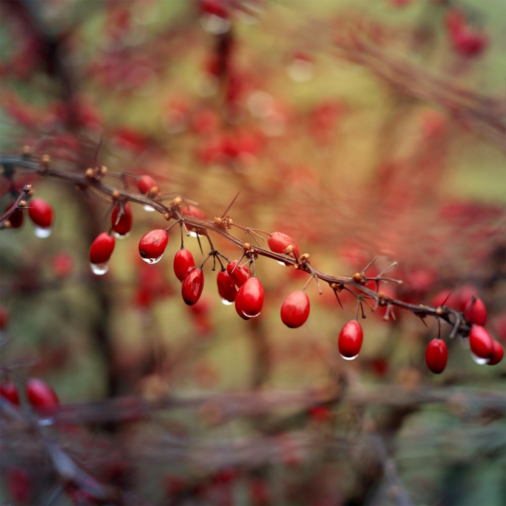 Berberis thunbergii Orange Ice - Barberry