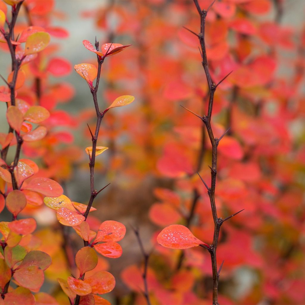 Berberis thunbergii Orange Ice - Barberry