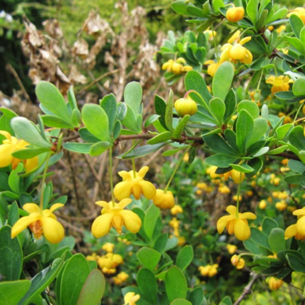 Berberis buxifolia Nana - Barberry